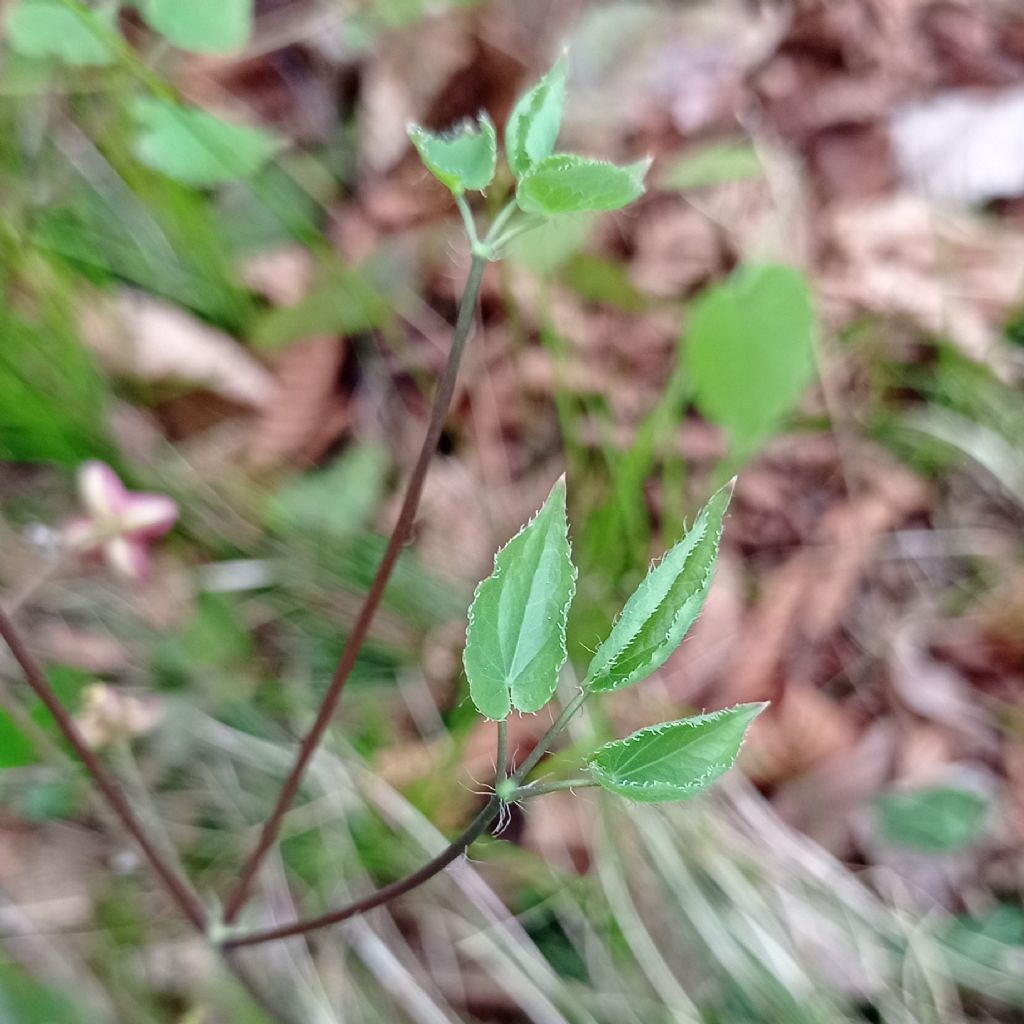 Epimedium alpinum - Berberidaceae